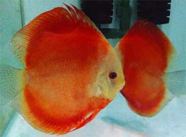 红色神仙鱼