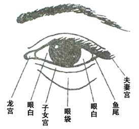 眼的各个部分的面相